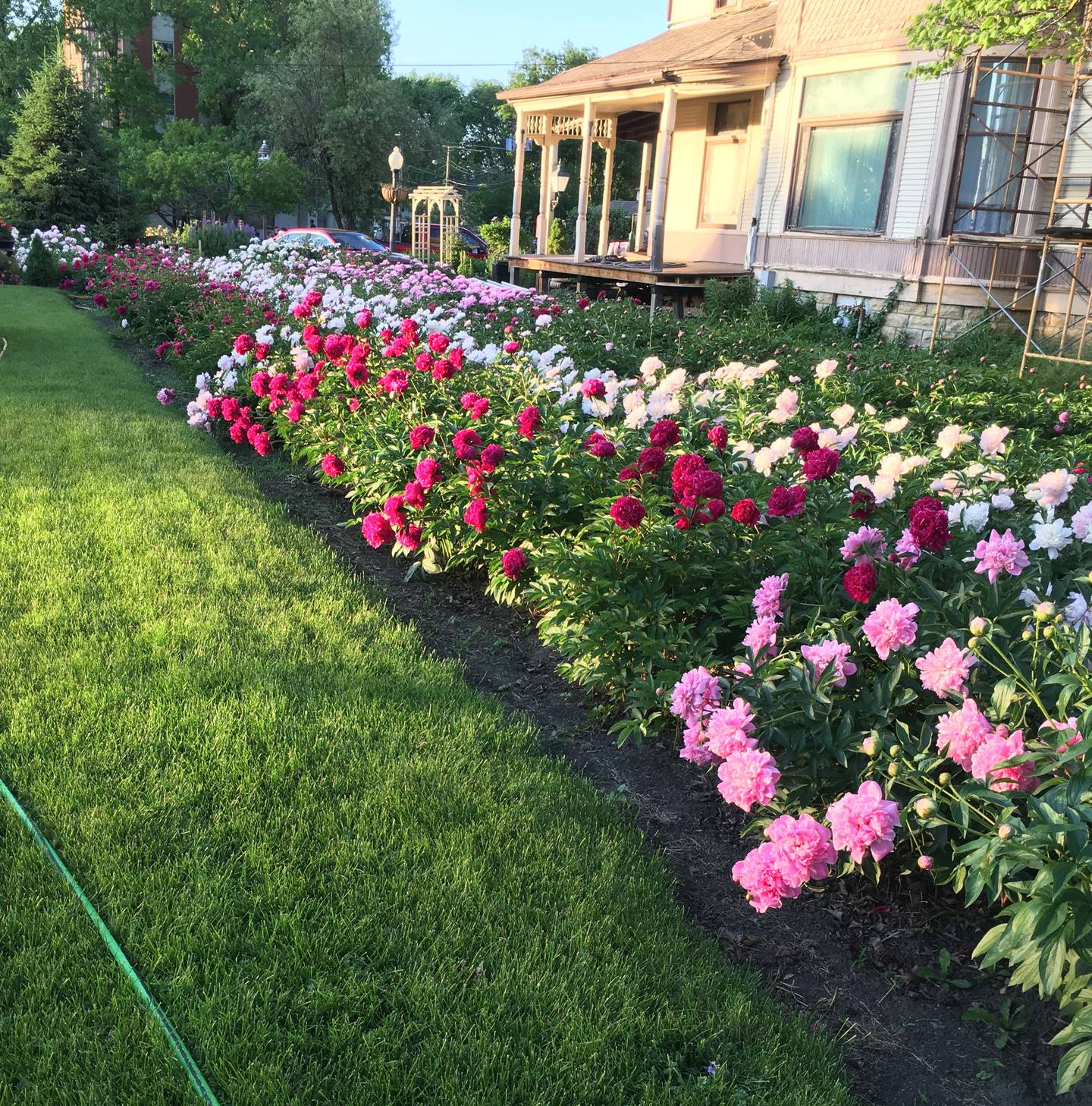 The cornerstone of Bill Trelease’s and Steve Fisher’s garden is a 300 specimen peony bed that dates back to the 1920s