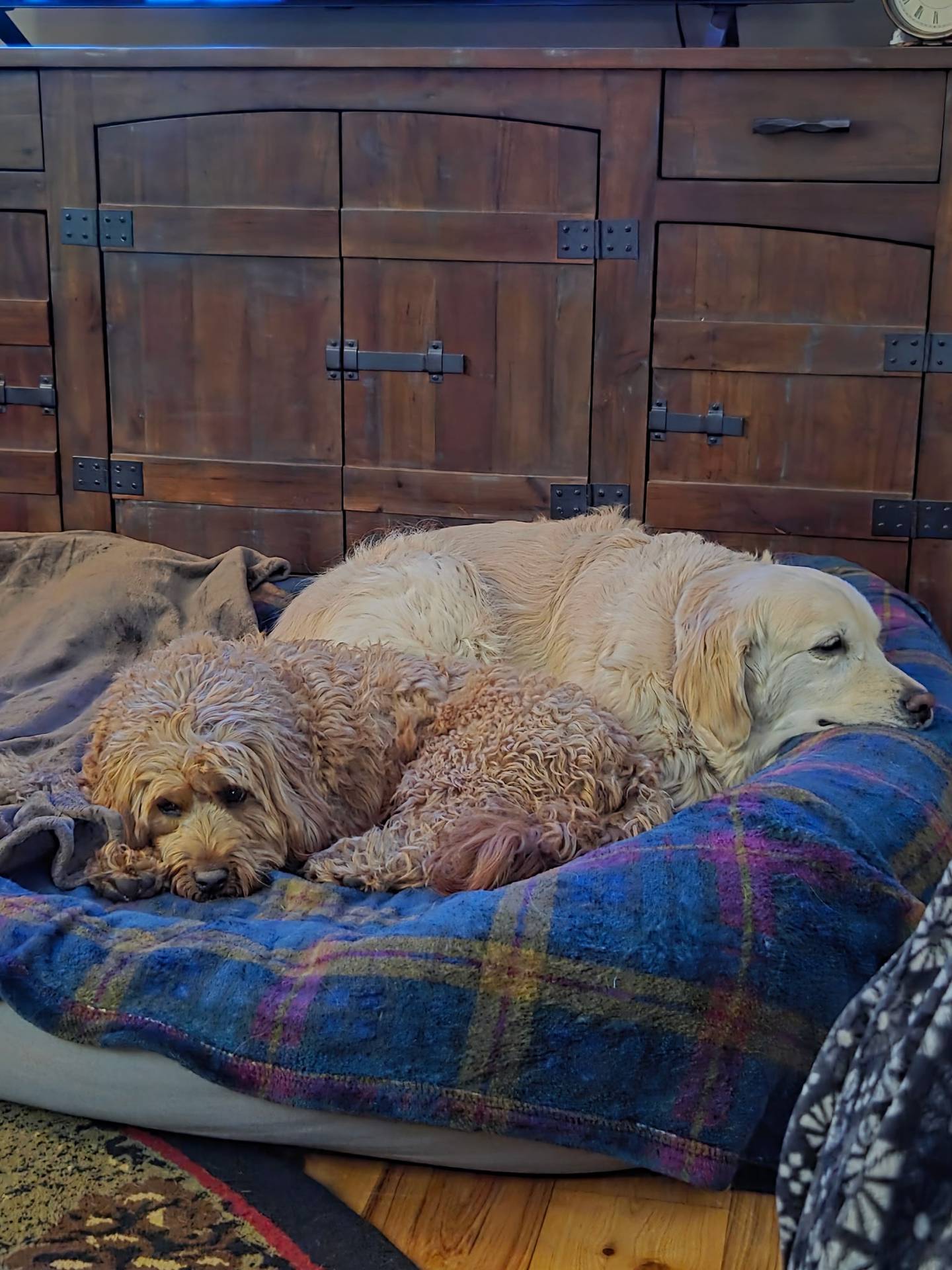 Goldendoodle Mia safe at home, snuggling next to Donna and Jim Davis' other dog Frankie.
