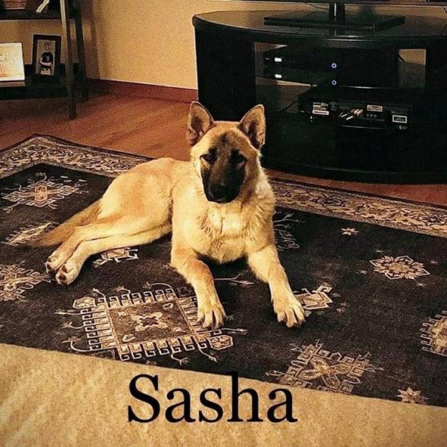 Sasha est un adorable mélange de bergers de deux ans.  Elle a récemment subi une opération au cou pour une grosseur, mais elle n'agit pas comme ça.  Sasha a besoin d'un foyer actif où elle peut courir et jouer.  Les enfants à la maison doivent être âgés d'au moins 12 ans.  Sasha aime courir et jouer.  Elle accepte les chiens et aime les gens.  Elle apprend 