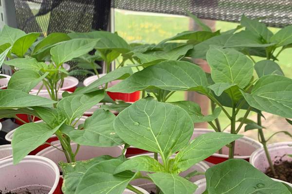 Kendall County Extension holding annual plant sale this weekend