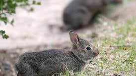 Down the Garden Path: Managing garden pests