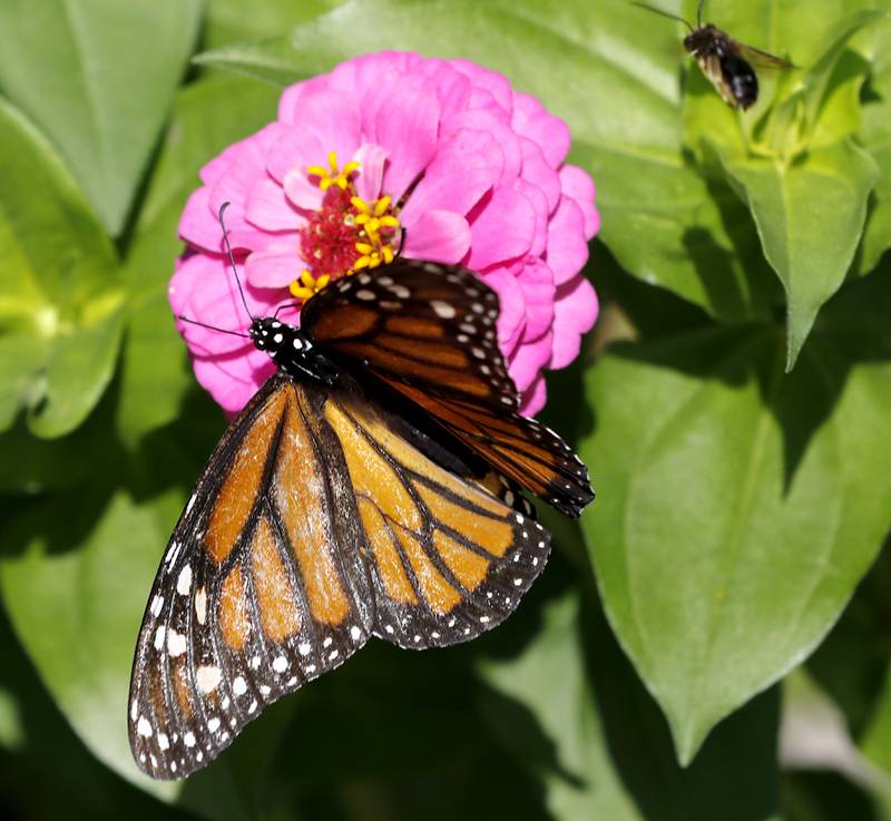 A monarch butterfly on a zinnia in Konni Vukelic’s pollinator garden on Friday, August 22, 2025. Vukelic, the owner of Three Bees Honey Farms, is upset with the way the City of Marengo handled removing part of her pollinator garden around her home in Marengo.