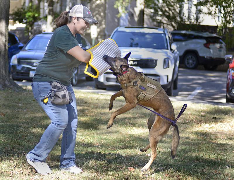 June, a Belgian Malinois, works with Amanda Speaks of Precision K9 Training during a canine attack demonstration during Bill’s Barktoberfest Saturday at Washington Square in Ottawa.