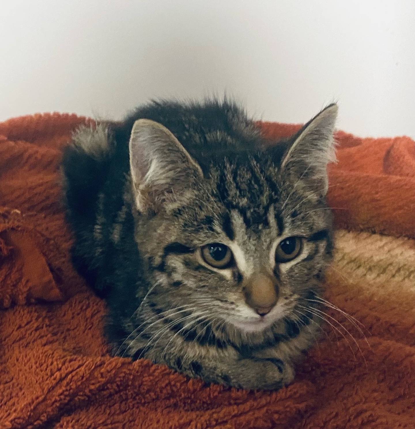 Zuzu is a 3- month-old domestic shorthair. She is friendly, outgoing, and playful. Zuzu quickly gets along with other animals and children. For more information on Zuzu, including adoption fees please visit justanimals.org or call 815-448-2510.