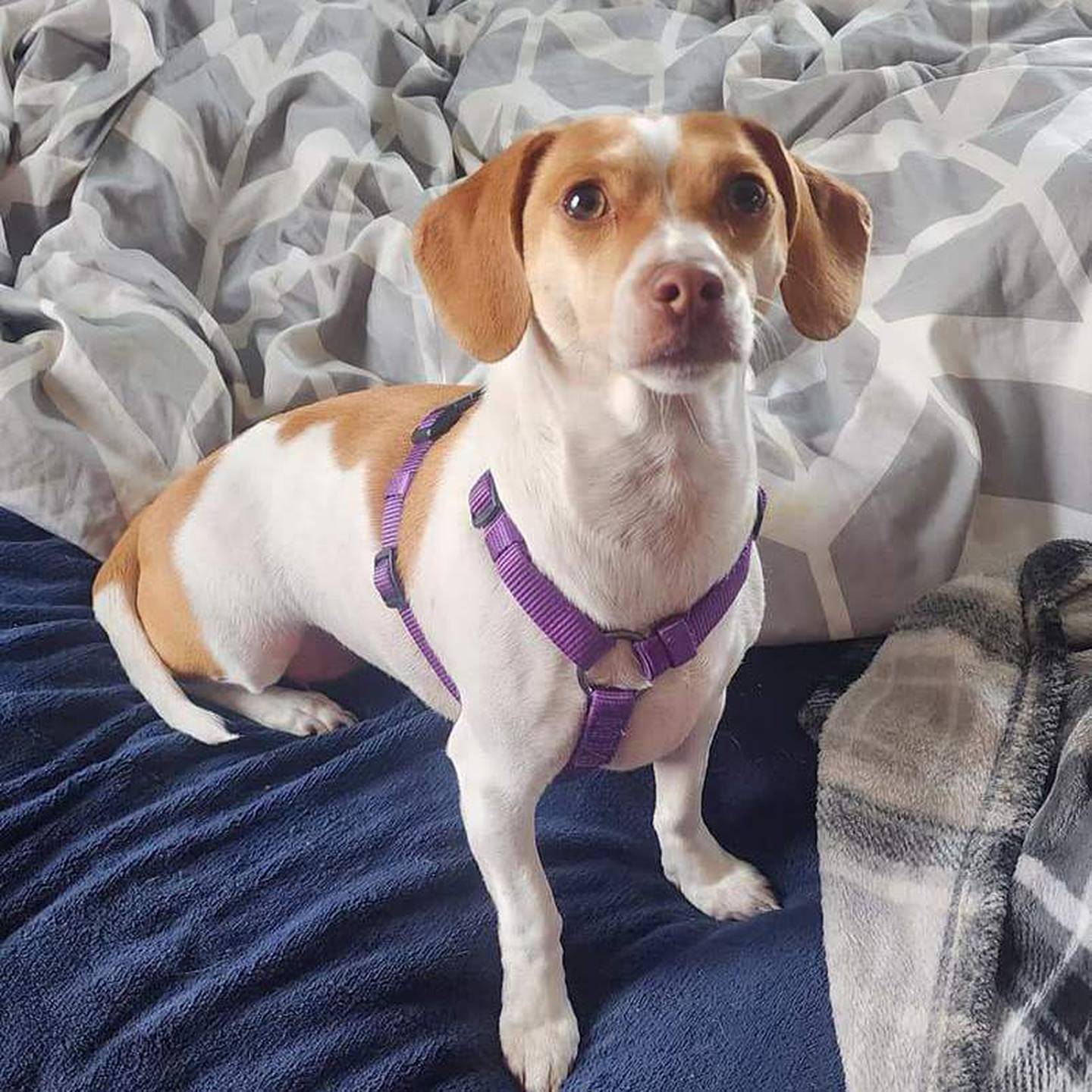 Chelly is a 3-year-old beagle and chihuahua.  She is sweet, calm, and energetic. Clementine is affectionate and enjoys neck scratches, but only on her own time. For more information on Chelly, including adoption fees please visit justanimals.org or call 815-448-2510.