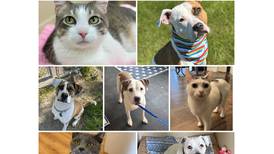 Will County Pets of the Week: May 11, 2026