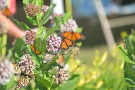Environmental Defenders’ July Talk and Tour to focus on pollinator habitat