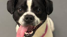 Entertaining Boston terrier mix ready to bring laughs to forever family