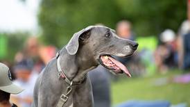 Photos: Shaw Media Night and Bark in the Park with the Kane County Cougars