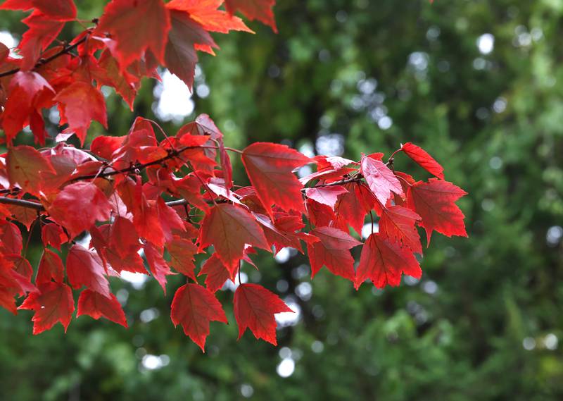A maple tree in its fall phase Tuesday, Oct. 22, 2024, at Sycamore Forest Preserve.