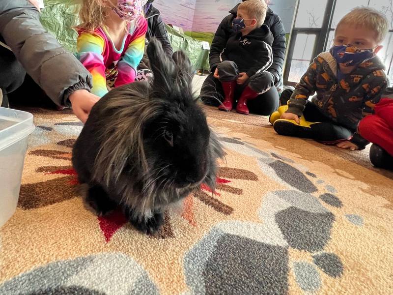 Mopsy is one of Hickory Knolls Discovery Center’s resident rabbits. She helps educate visitors about the complex care needs posed by pet bunnies.