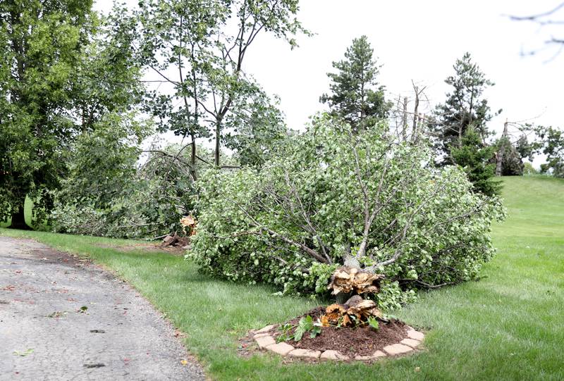 Trees down on Jeff Johnson’s unincorporated Elgin property following a tornado that touched down on Wednesday, July 12, 2023.