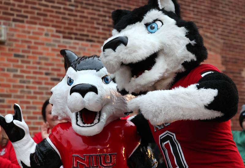 Northern Illinois University mascot Victor E. Huskie stands next to a freshly unveiled statue of himself during the NIU Huskie Homecoming Block Party Thursday, Oct. 12, 2023, in downtown DeKalb. The statue is located on the southeast corner of Lincoln Highway and Second Street in DeKalb.