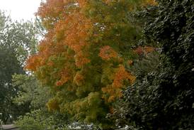 Last week of yard waste collection ahead for Downers Grove residents