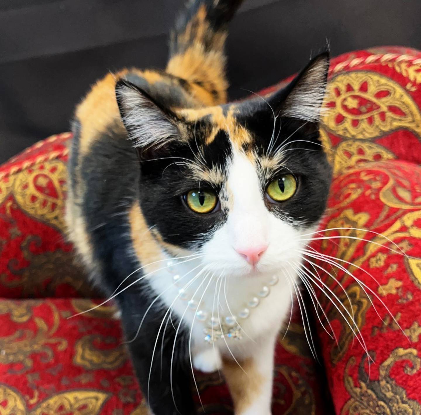 Peach Pie is a 2-year-old calico that’s looking for her forever throne. She needs to be the only pet at home. She loves to hop up on a desk and plant herself in front of anyone who is working. She tickles noses with her long tail and paws at hands for head scratches. To meet Peach Pie, call Joliet Township Animal Control at 815-725-0333.