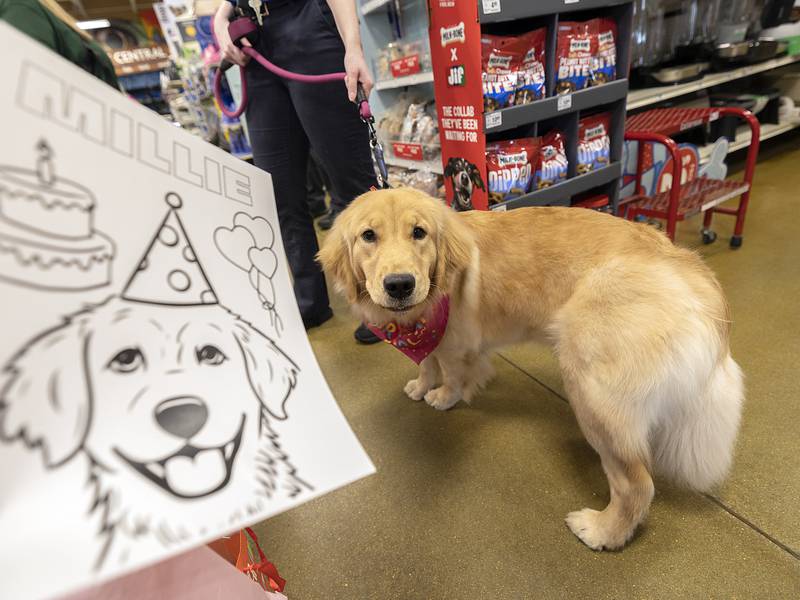 Sterling comfort dog Millie to turn 2; party set for Feb. 25