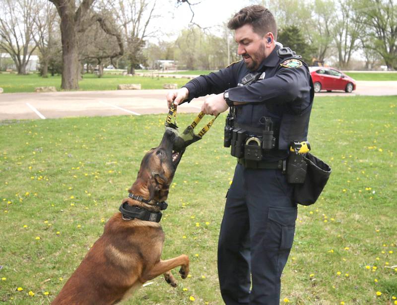 Sycamore Police K-9 officer Greyson Scott and his Belgian malinois Wes get some training in Thursday, April 18, 2024, at the Sycamore Forest Preserve.