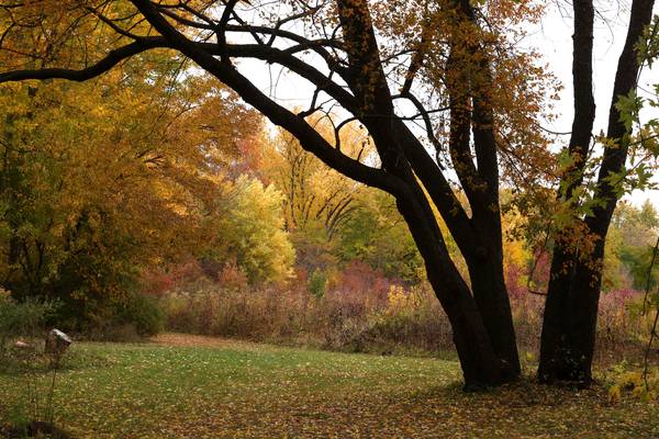 Trees 101: Tips on planting, identifying and urban forests from Illinois Extension