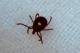 Lone Star ticks detected in northern Illinois as aggressive species spreads north