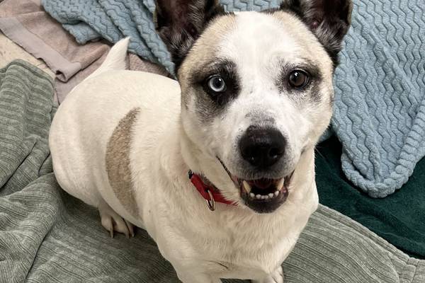 One-of-a-kind dog ready to take sweet personality to new home