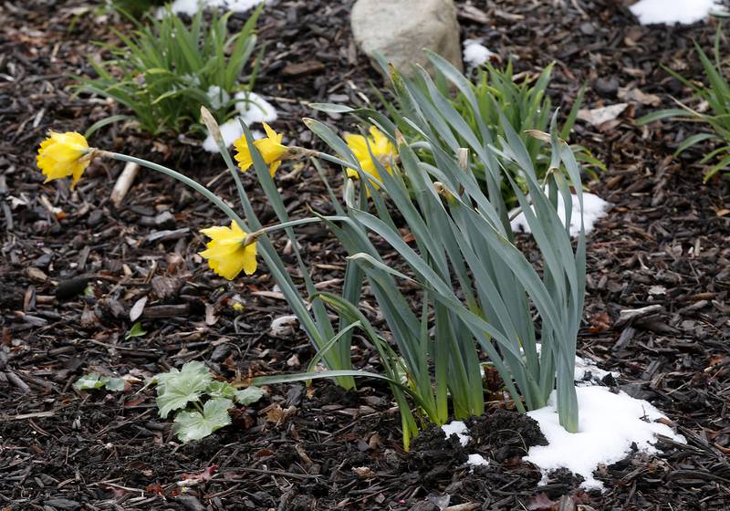 Snow on the ground next to some daffodils on Monday, April 17, 2023, in downtown Crystal Lake after the McHenry County area received a dusting of snow overnight.