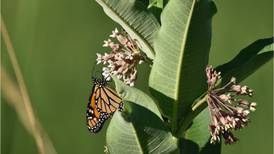 Batavia Library: Something special is sprouting at this spring