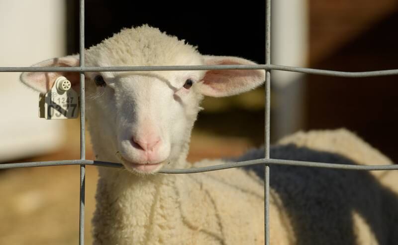 A baby lamb is just one of many farm yard animals at the Jonamac Orchard in Malta on Wednesday, Sept. 28, 2022.