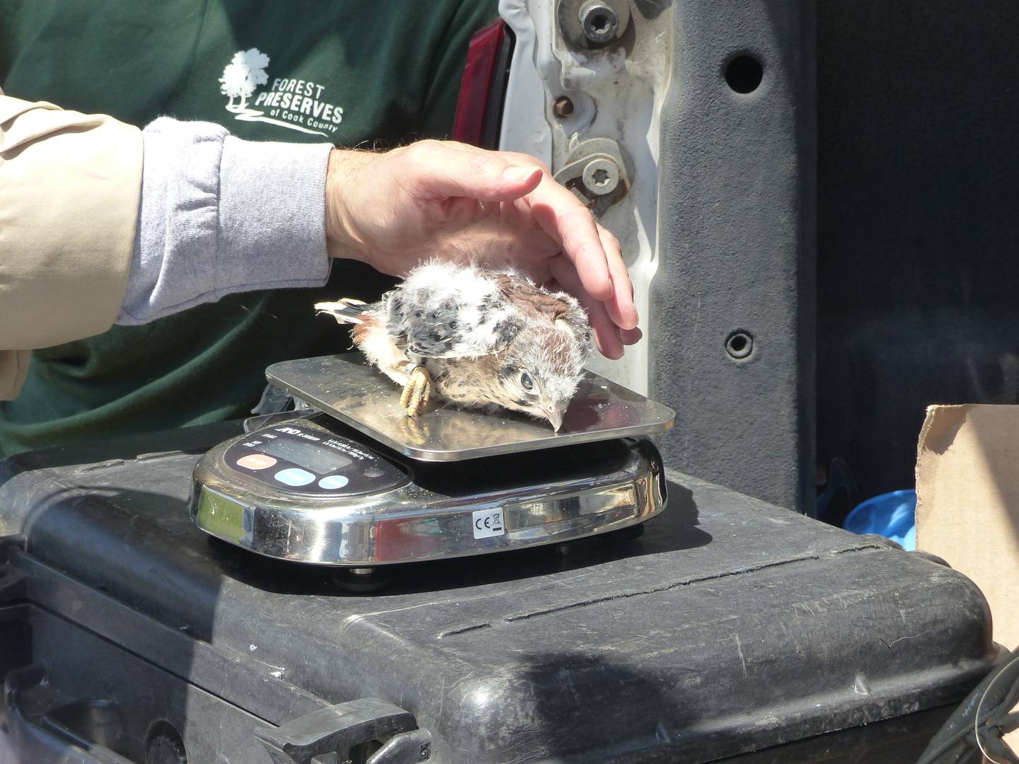 With assistance from wildlife biologists from the Forest Preserve District of Cook County, American kestrel chicks in the Kane County nest box program are weighed, measured and banded.