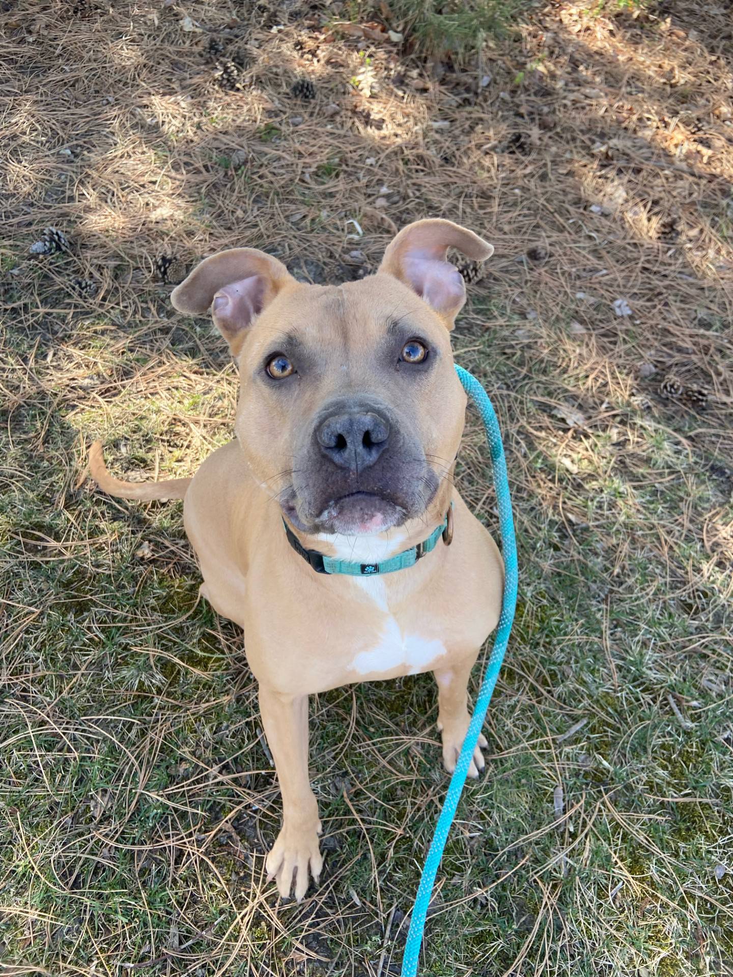 Sasha is a 4-year-old, 57-pound female terrier that was found as a stray. She is active, energetic, playful and fun. She needs an active family that will play fetch with her and take her on long walks. She will make a wonderful family dog. To meet Sasha, email Dogadoption@nawsus.org. Visit nawsus.org.