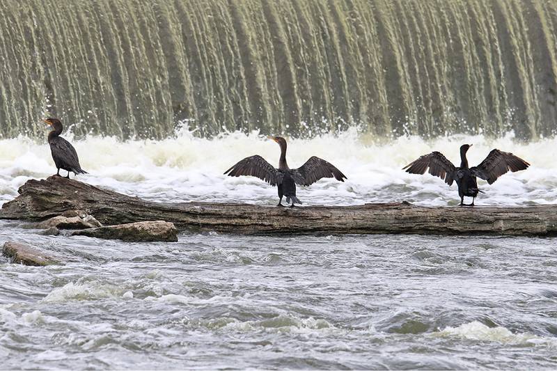 Tasked with hunting aquatic prey yet lacking water-repellent feathers, cormorants spend a significant amount of time drying off after feeding. Adults are brown-black while immature birds are lighter in color with a pale neck and breast.