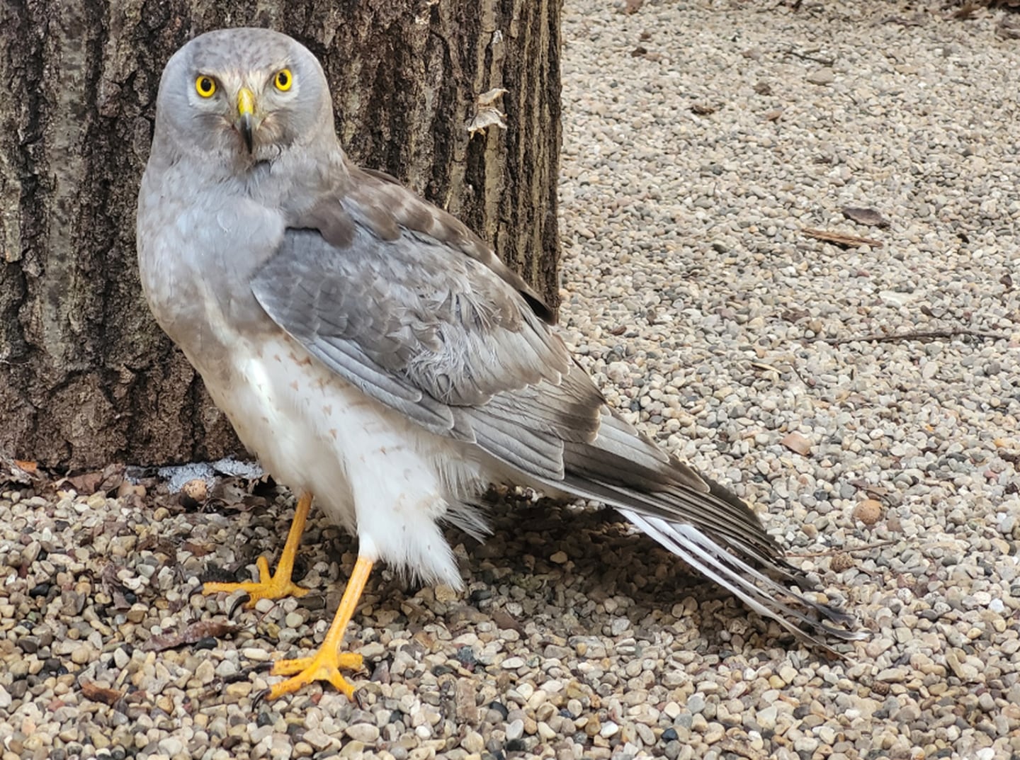 A Northern harrier was successfully rehabilitated by the McHenry County Conservation District after suffering a concussion.