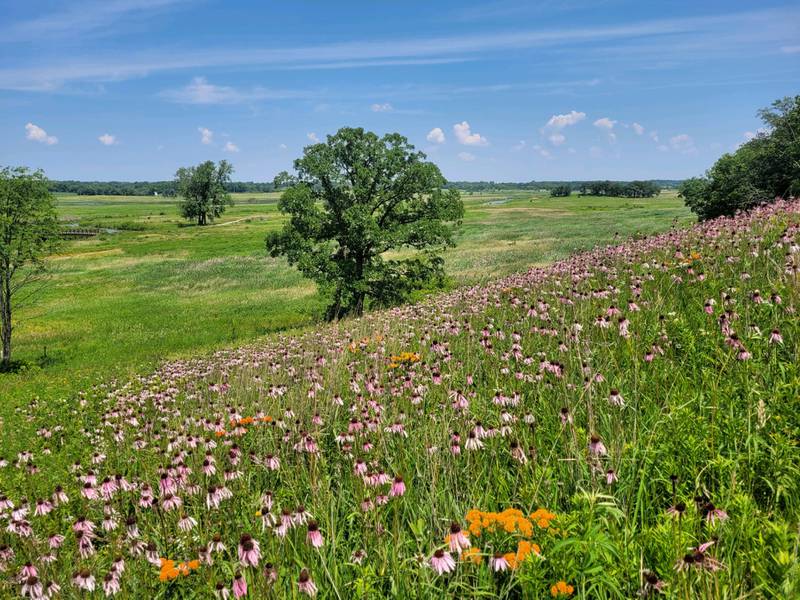 Glacial Park in Ringwood's prairie land. Photo provided by McHenry County Conservation District.