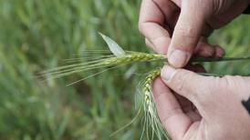 Wheat checkoff proposal calls for a 1.5-cent checkoff per bushel sold in Illinois