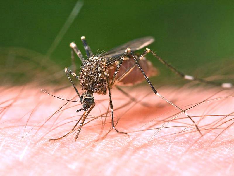 Shaw Local file photo – Mosquitoes collected in traps in Sandwich have tested positive for the West Nile virus, the DeKalb County Health Department announced Friday.