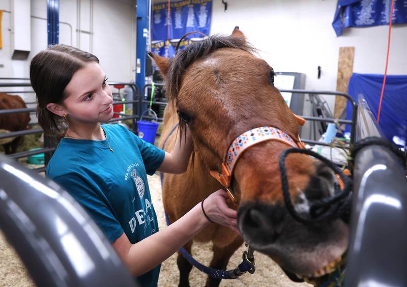Ava Morse, a sophomore Future Farmers of America member, holds on to Chief so visitors can get a look at him Wednesday, Feb. 25, 2026, during the DeKalb High School FFA Barnyard Zoo. The event was open to the public and offered the chance to learn about farming and see farm animals up close.