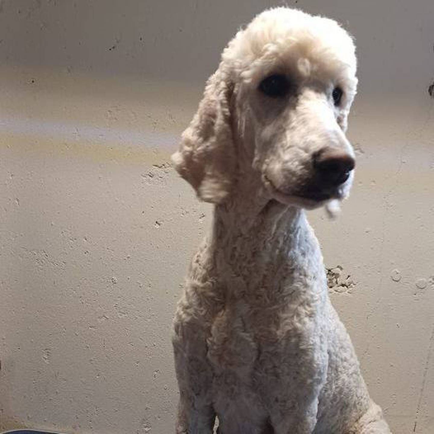 Livia is a 3-year-old poodle. She is friendly, affectionate, and loyal. She gets along with other dogs and children. For more information on Livia, including adoption fees please visit justanimals.org or call 815-448-2510.