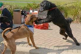 Westmont’s Pets in the Park set for Sunday