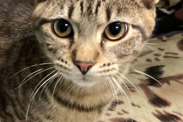 Polydactyl kitten looking for fun, adventure in forever home