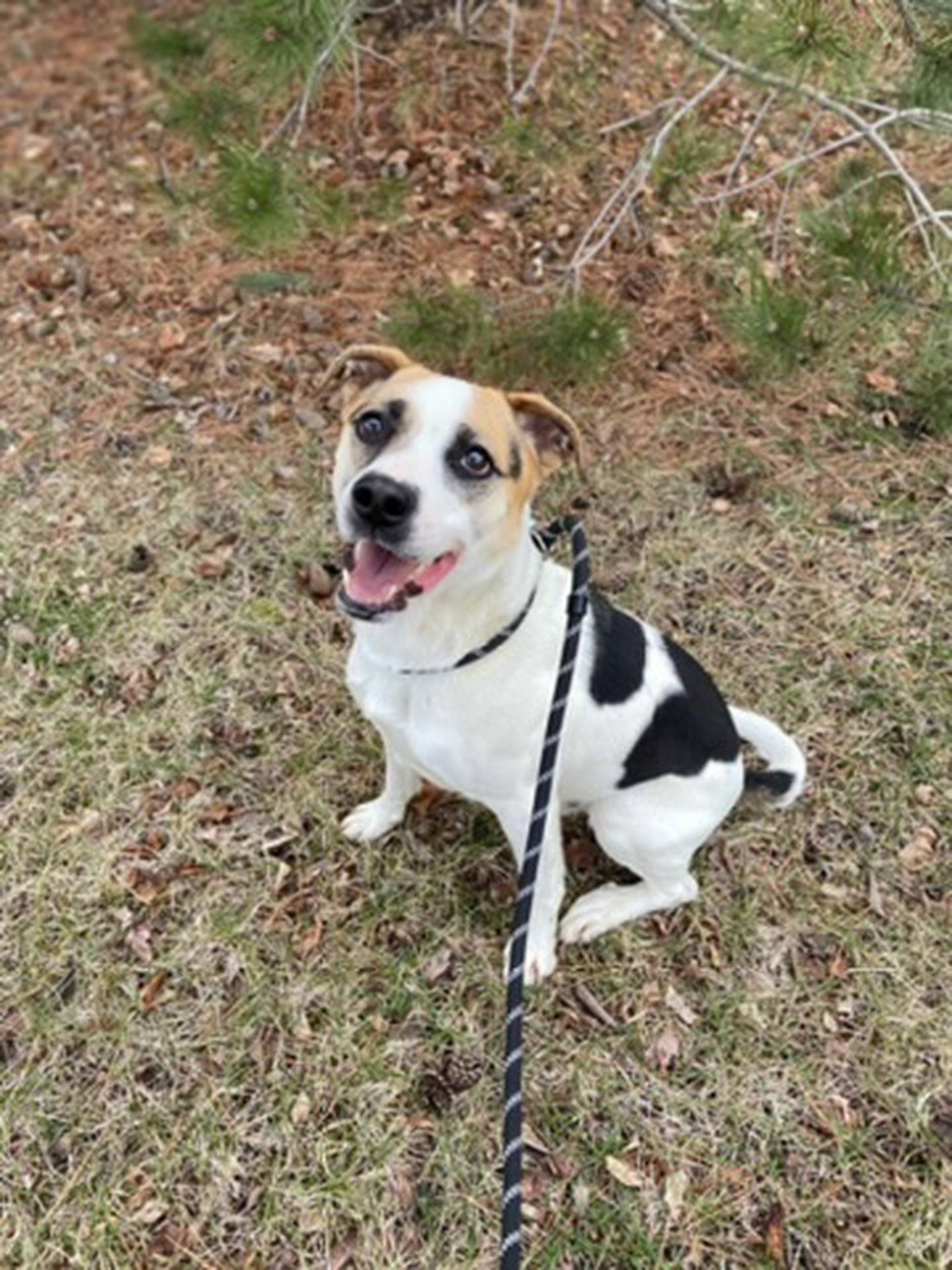 Rocket is a 1-year-old mixed breed. He is young and full of energy – he loves to go on walks and will sometimes get the zoomies. He is good with children and other dogs. He would do best in an active household that will provide him with exercise and training. To meet Rocket, email Stacy at stacy@nawsus.org. Visit nawsus.org.