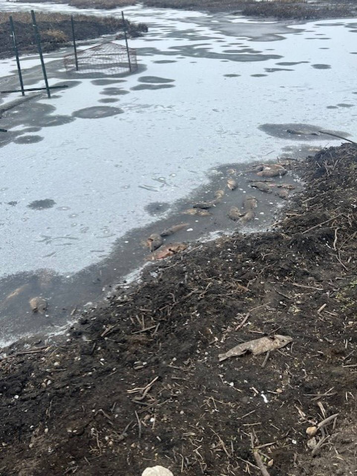 A dog walker on Saturday, Feb. 28, 2026, at Glacial Park near Ringwood found what appeared to be hundreds of dead carp in a pond. Such winter kills are common, according to McHenry County Conservation District officials.