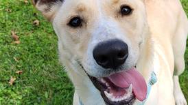 Young dog hopes to be fetched by loving family