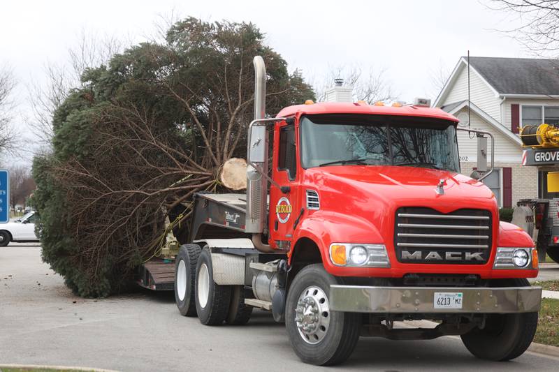 Joliet’s Christmas tree, chosen from a Plainfield resident, sits on a truck waiting to be taken to the City Center in Joliet on Friday.