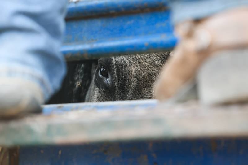 A bull peers through the holding pin before being rode by Dominic Dubberstine-Ellerbrock. Dominic will be competing in the 2022 National High School Finals Rodeo Bull Riding event on July 17th through the 23rd in Wyoming. Thursday, June 30, 2022 in Grand Ridge.