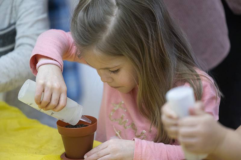 Kate, a pre-k student at St. Anne’s School in Dixon, waters clover seeds Thursday, March 7, 2024 during a STREAM event at the school. The school chose to plant clover seeds and expects to see them germinate by St. Patrick’s Day.