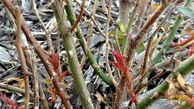 Down the Garden Path: FAQs for early spring
