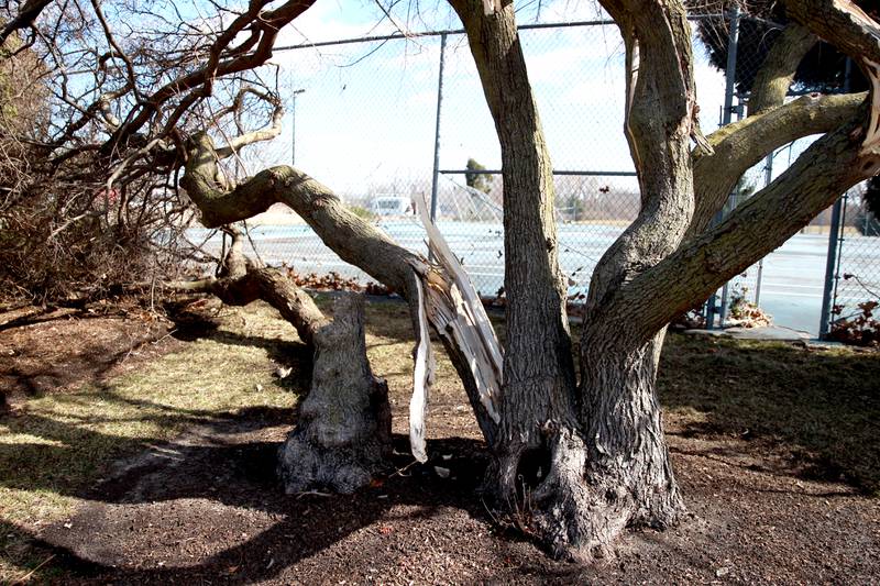 Trees, signs and fences were damaged on the Waubonsee Community College campus in Sugar Grove on Wednesday, Feb. 28, 2024 following a reported tornado the night before.