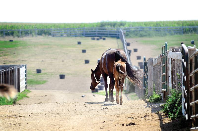 FILE AUGUST 2012: Horses are seen at Rita Crundwell's Red Brick Road Ranch outside of Dixon. U.S. Marshal's announced the auction date of Crundwell's horses.