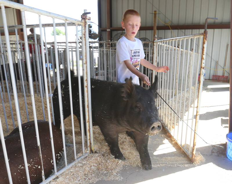 Rhett Loschen of Clifton, walks his pig out of the pen to prepare it for show during the 170th annual Bureau County Fair on Saturday, Aug. 23, 2025 in Princeton.