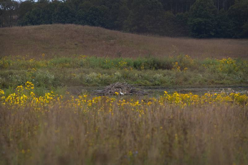 A Water fowl is seen at Nachusa’s Autumn on the Prairie Saturday, Sept. 20, 2025.