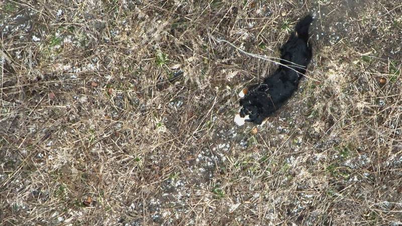 Charlie, a Bernese mountain dog from Crystal Lake, went missing on New Year's Eve. He was found on Sunday, Jan. 5, 2025, with the help of Mike Smith of SmithicAir and his thermal drone.